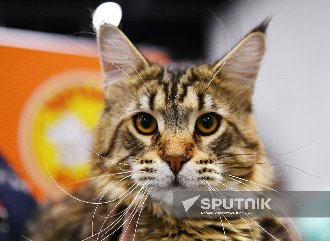 Zimnij Kubok Kot-Info cat exhibition in Moscow