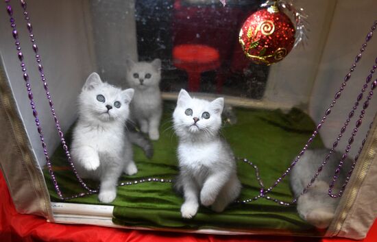 Zimnij Kubok Kot-Info cat exhibition in Moscow