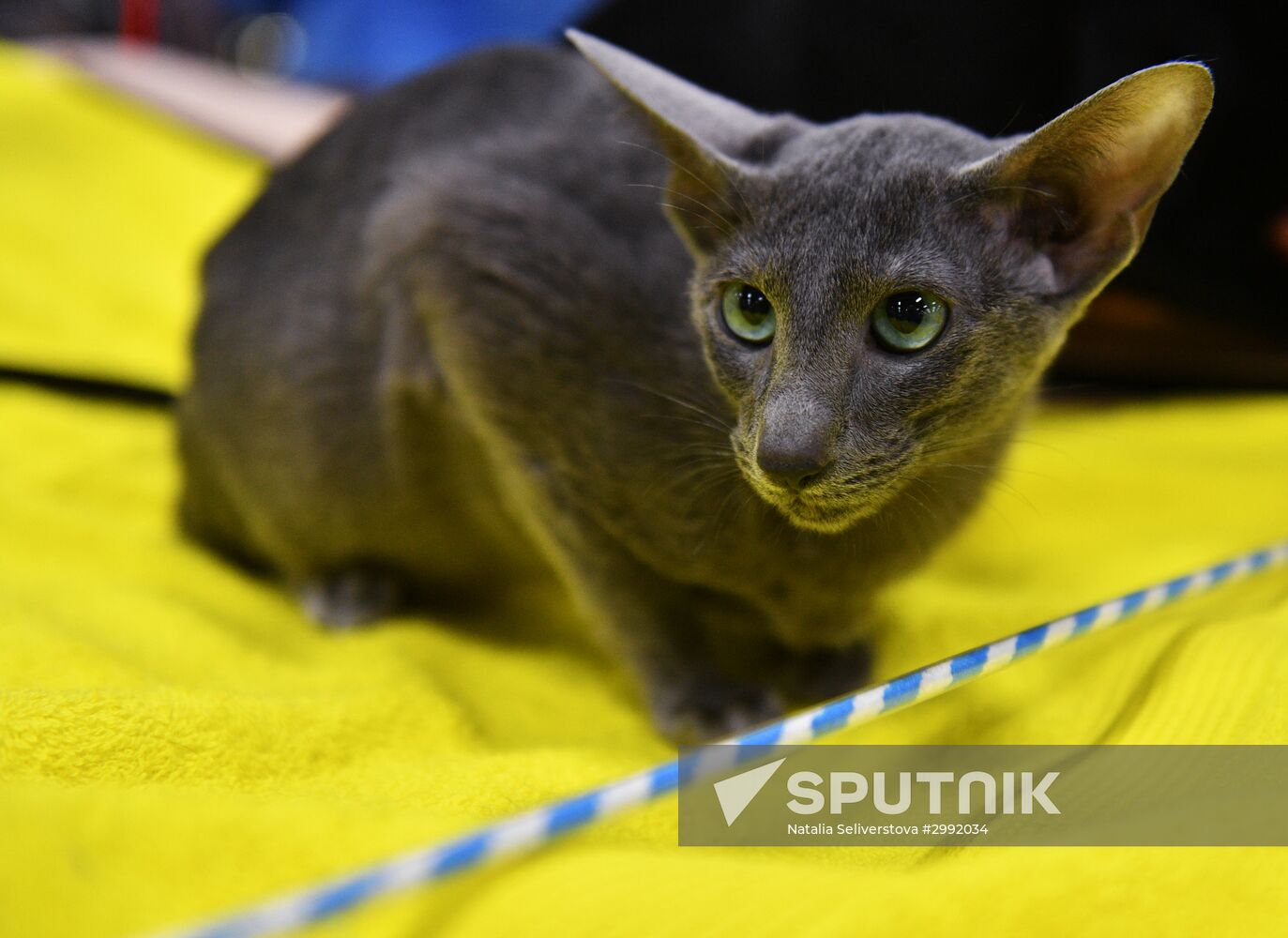 Zimnij Kubok Kot-Info cat exhibition in Moscow