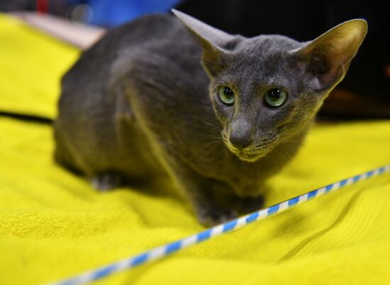 Zimnij Kubok Kot-Info cat exhibition in Moscow