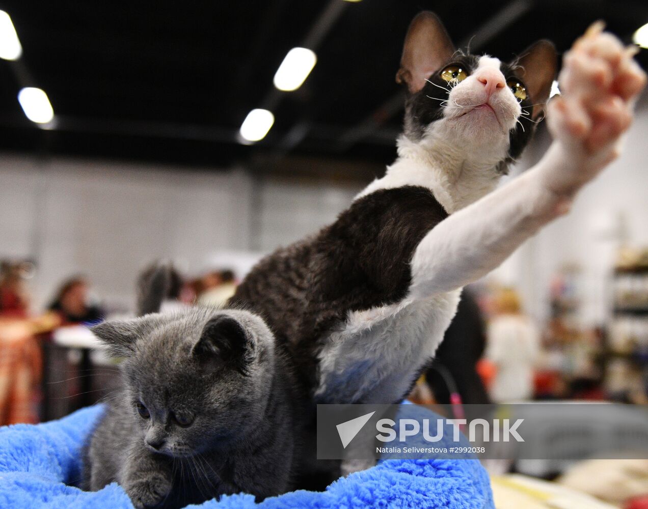 Zimnij Kubok Kot-Info cat exhibition in Moscow