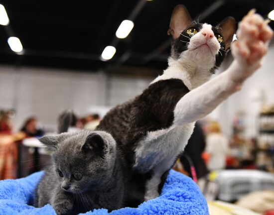 Zimnij Kubok Kot-Info cat exhibition in Moscow