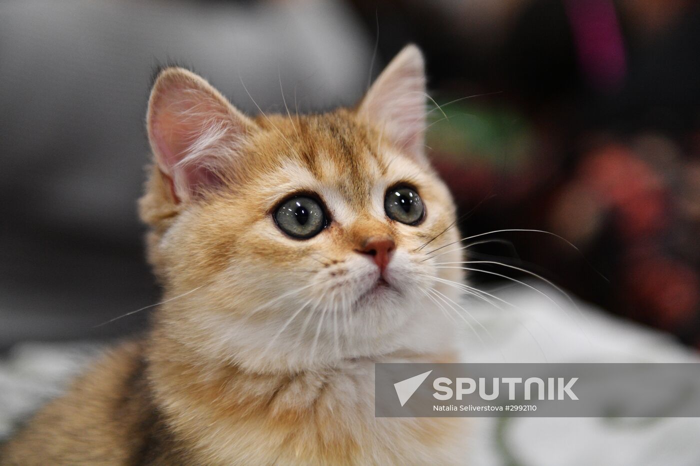Zimnij Kubok Kot-Info cat exhibition in Moscow