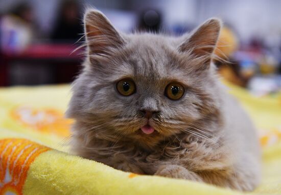 Zimnij Kubok Kot-Info cat exhibition in Moscow
