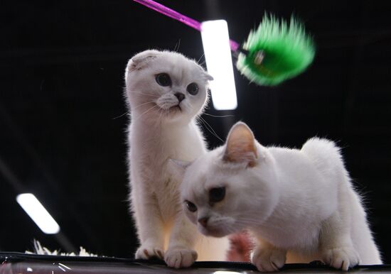 Zimnij Kubok Kot-Info cat exhibition in Moscow