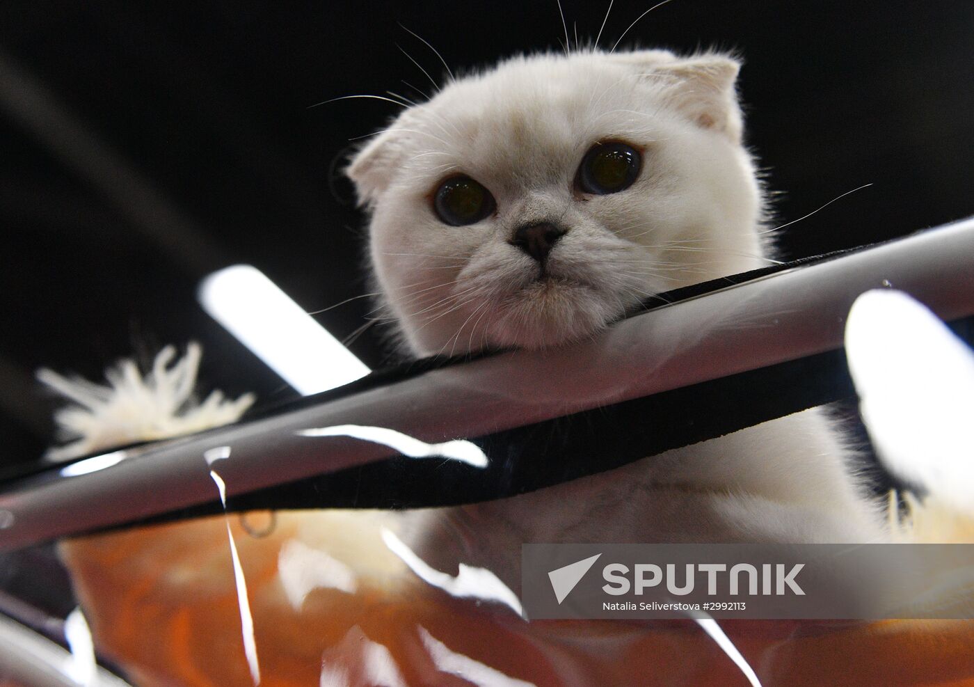 Zimnij Kubok Kot-Info cat exhibition in Moscow