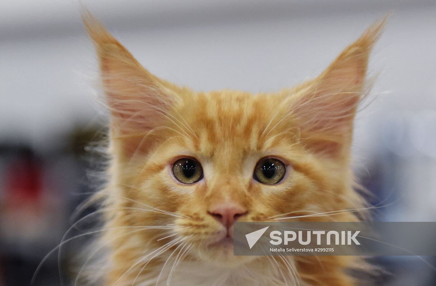 Zimnij Kubok Kot-Info cat exhibition in Moscow