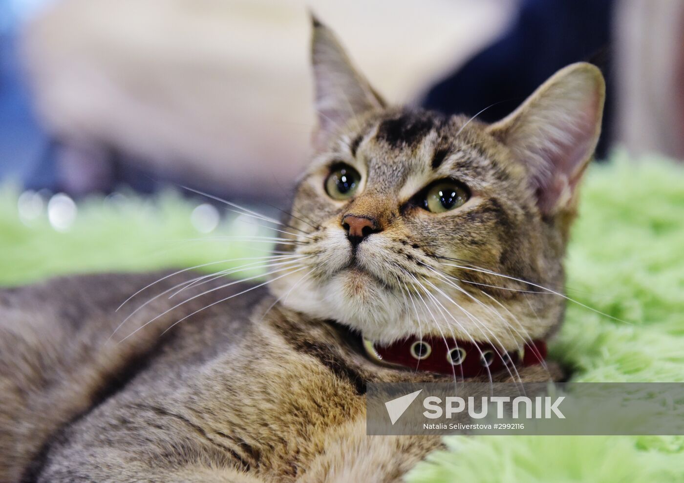 Zimnij Kubok Kot-Info cat exhibition in Moscow