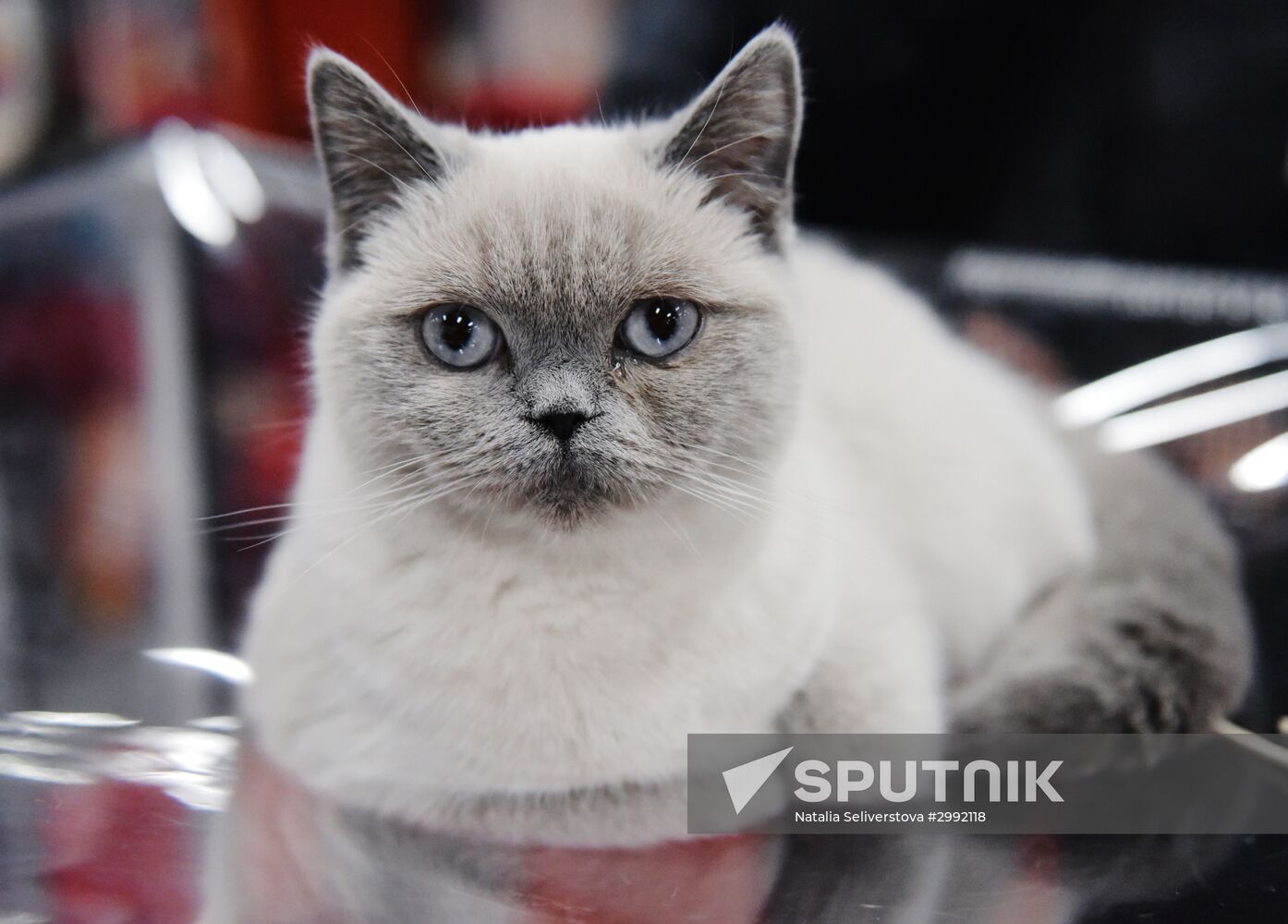 Zimnij Kubok Kot-Info cat exhibition in Moscow
