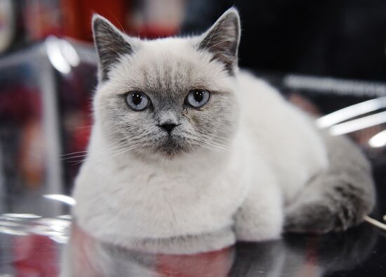 Zimnij Kubok Kot-Info cat exhibition in Moscow
