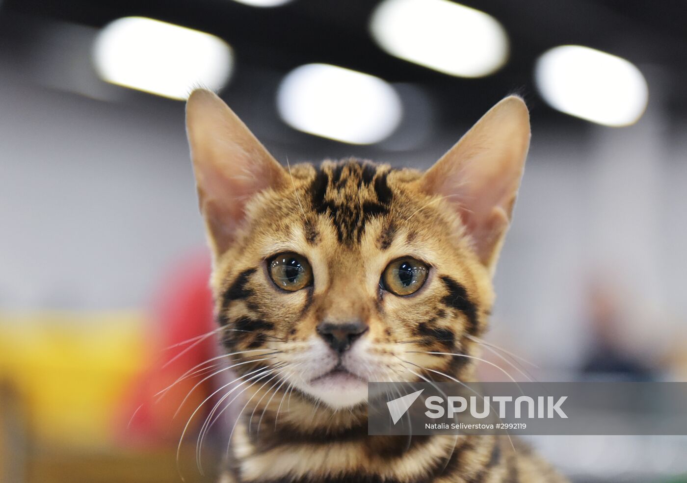 Zimnij Kubok Kot-Info cat exhibition in Moscow