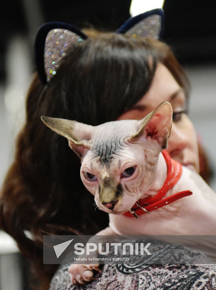 Zimnij Kubok Kot-Info cat exhibition in Moscow