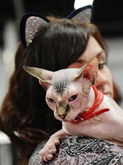 Zimnij Kubok Kot-Info cat exhibition in Moscow