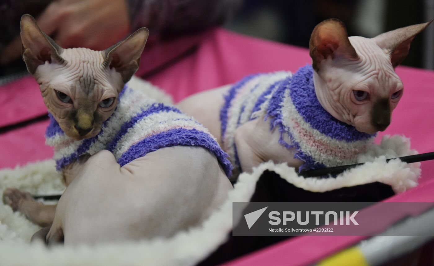 Zimnij Kubok Kot-Info cat exhibition in Moscow