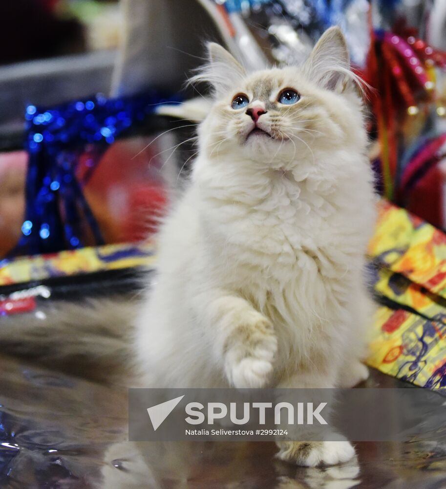 Zimnij Kubok Kot-Info cat exhibition in Moscow