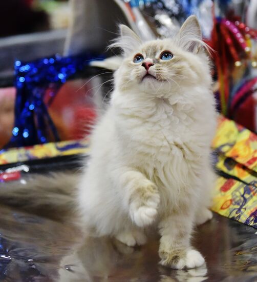 Zimnij Kubok Kot-Info cat exhibition in Moscow