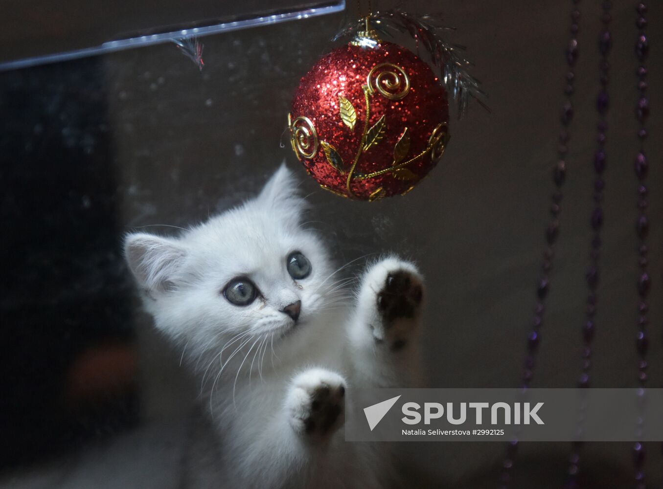 Zimnij Kubok Kot-Info cat exhibition in Moscow