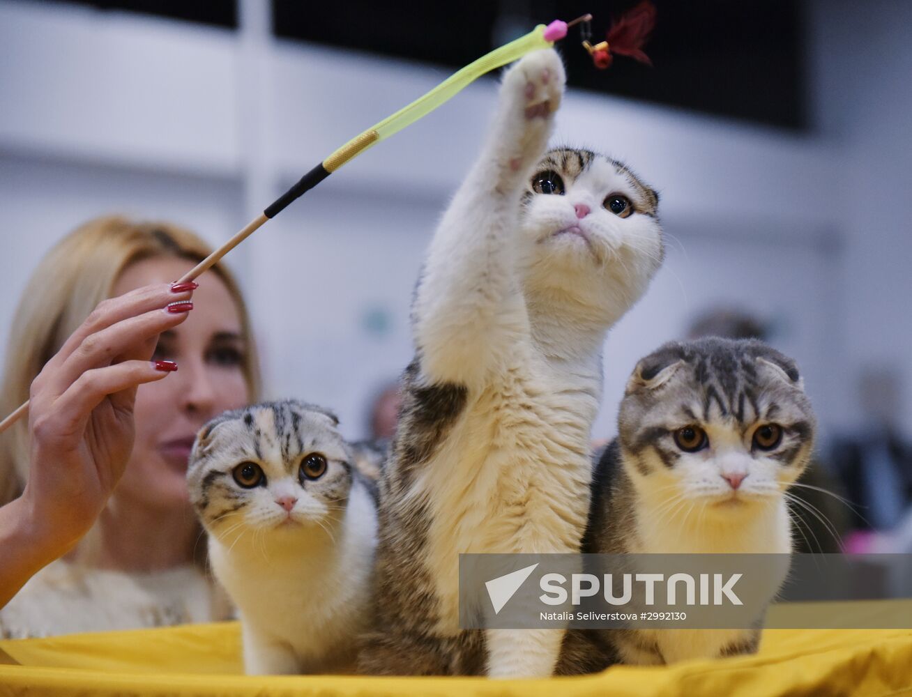 Zimnij Kubok Kot-Info cat exhibition in Moscow