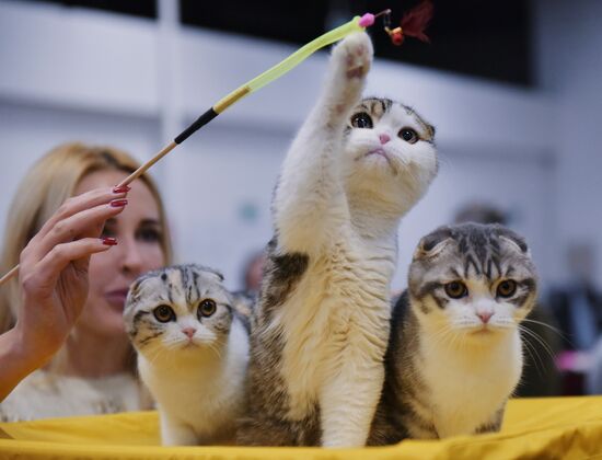 Zimnij Kubok Kot-Info cat exhibition in Moscow