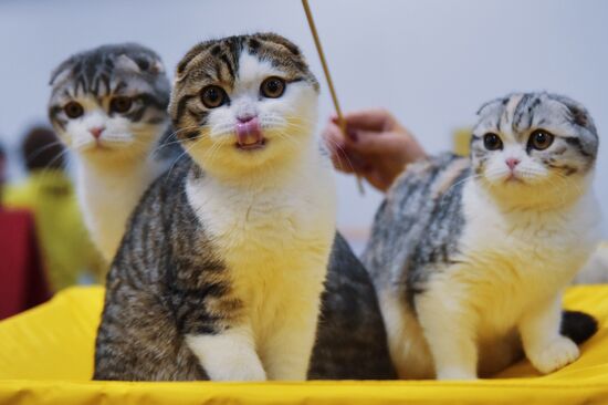 Zimnij Kubok Kot-Info cat exhibition in Moscow