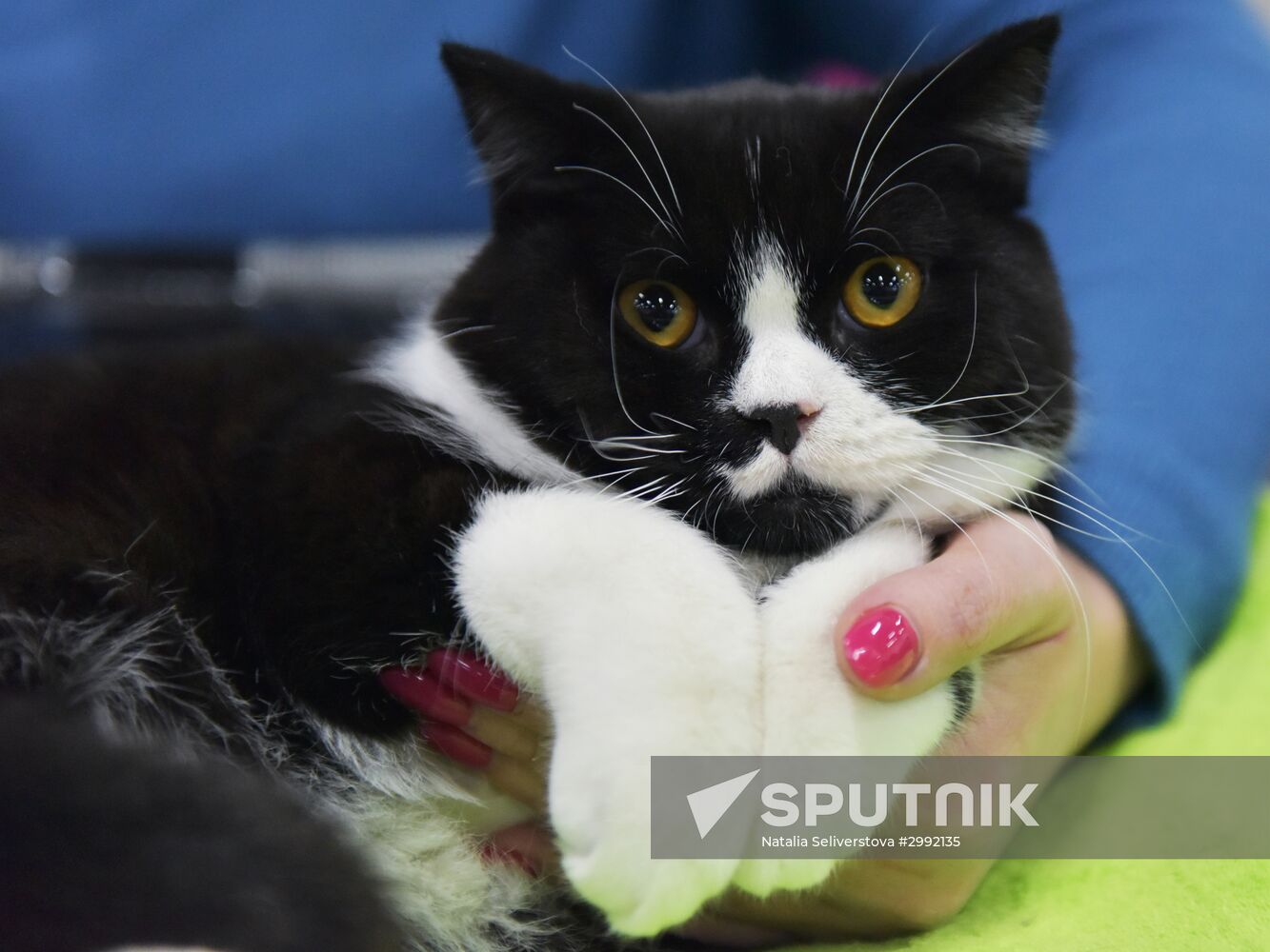 Zimnij Kubok Kot-Info cat exhibition in Moscow