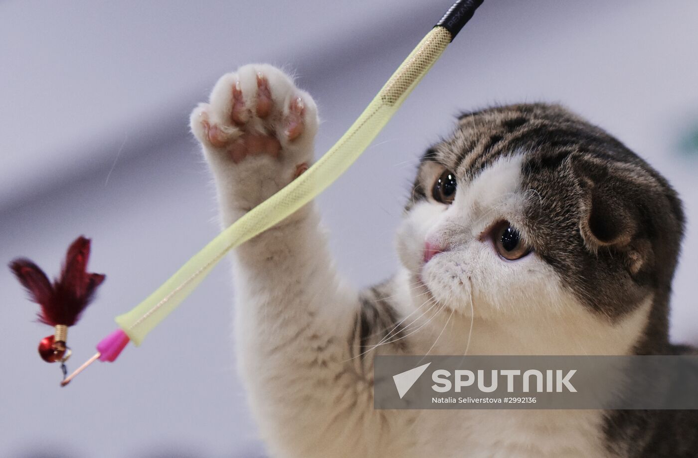 Zimnij Kubok Kot-Info cat exhibition in Moscow