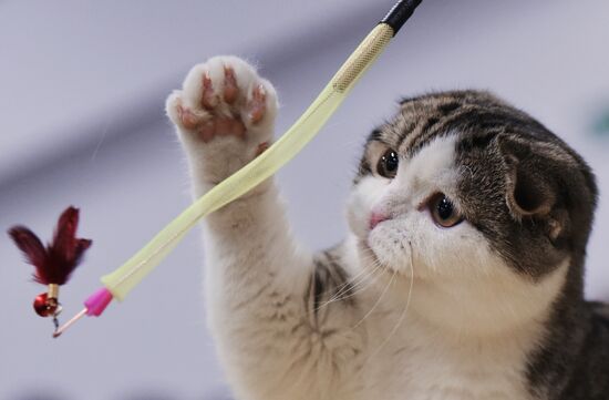Zimnij Kubok Kot-Info cat exhibition in Moscow