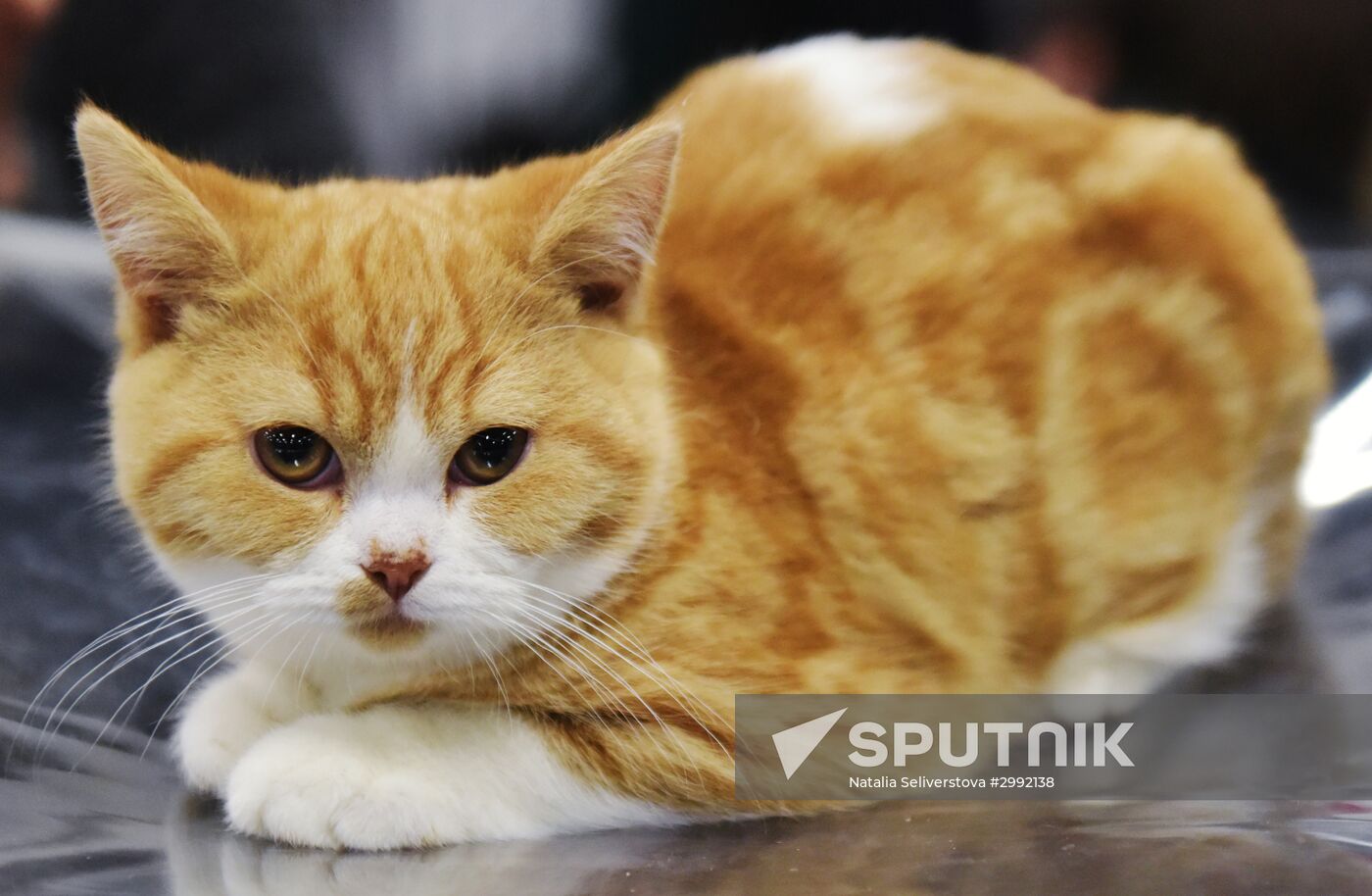 Zimnij Kubok Kot-Info cat exhibition in Moscow