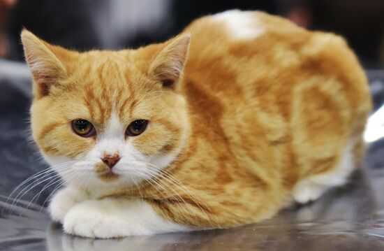 Zimnij Kubok Kot-Info cat exhibition in Moscow