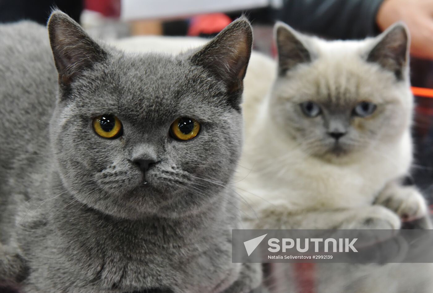 Zimnij Kubok Kot-Info cat exhibition in Moscow