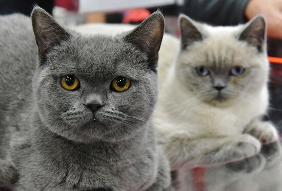 Zimnij Kubok Kot-Info cat exhibition in Moscow