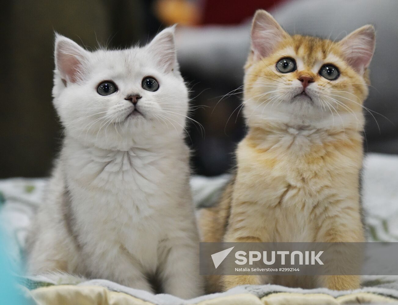 Zimnij Kubok Kot-Info cat exhibition in Moscow