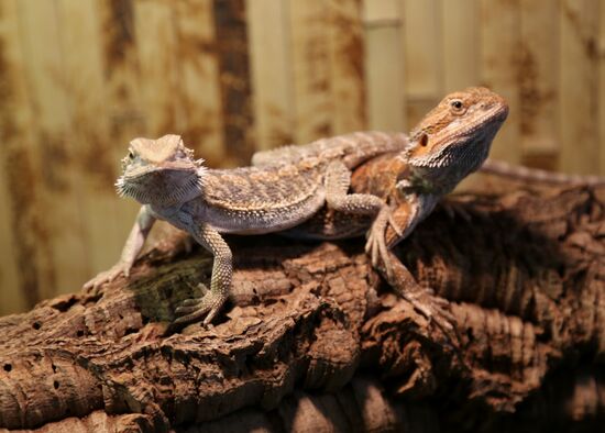 Belgorod Exotarium