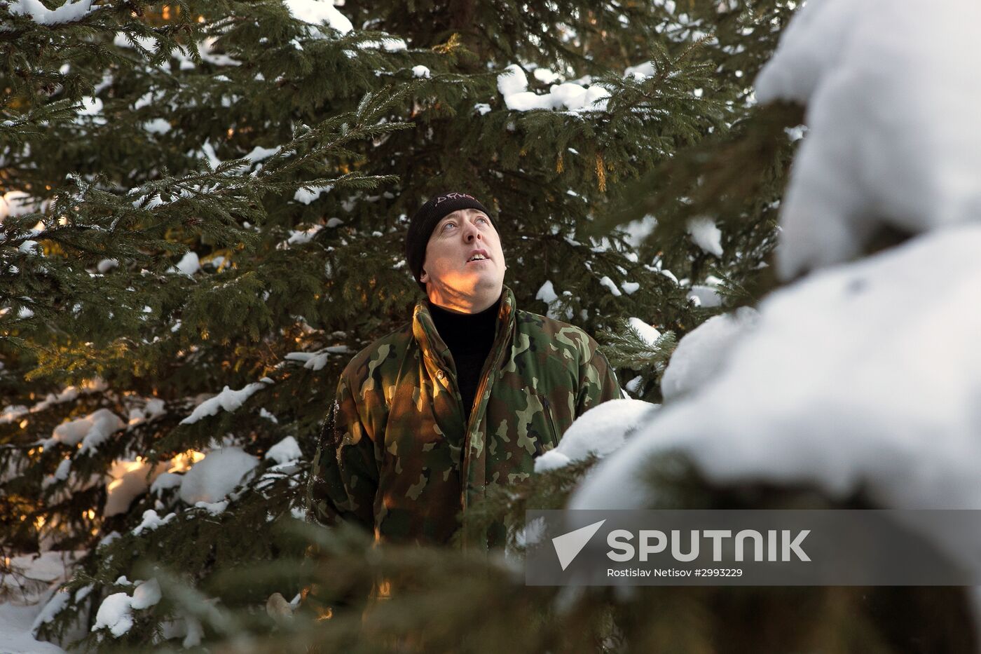 Christmas tree harvest in Novosibirsk district