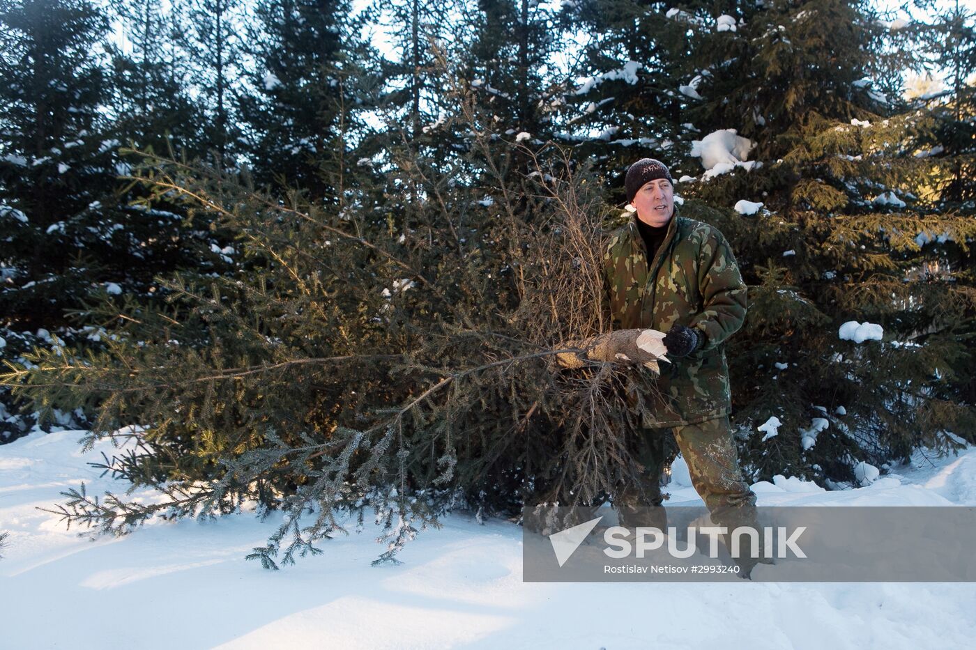 Christmas tree harvest in Novosibirsk district