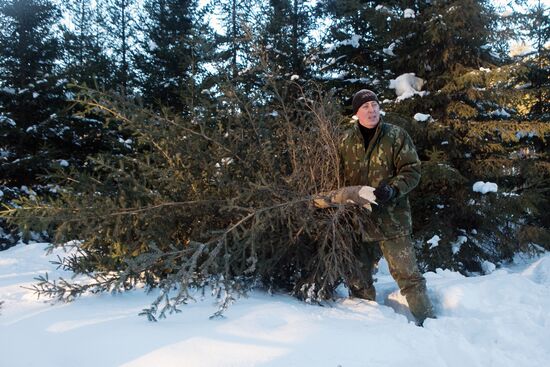 Christmas tree harvest in Novosibirsk district