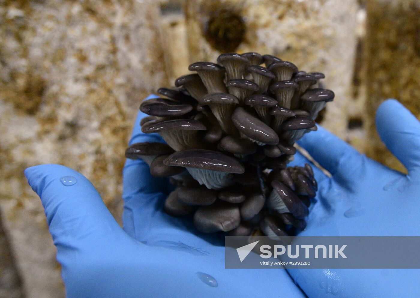 Oyster mushroom farm in Primorye Territory