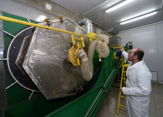 A mushroom farm in Russia's Primorye Territory