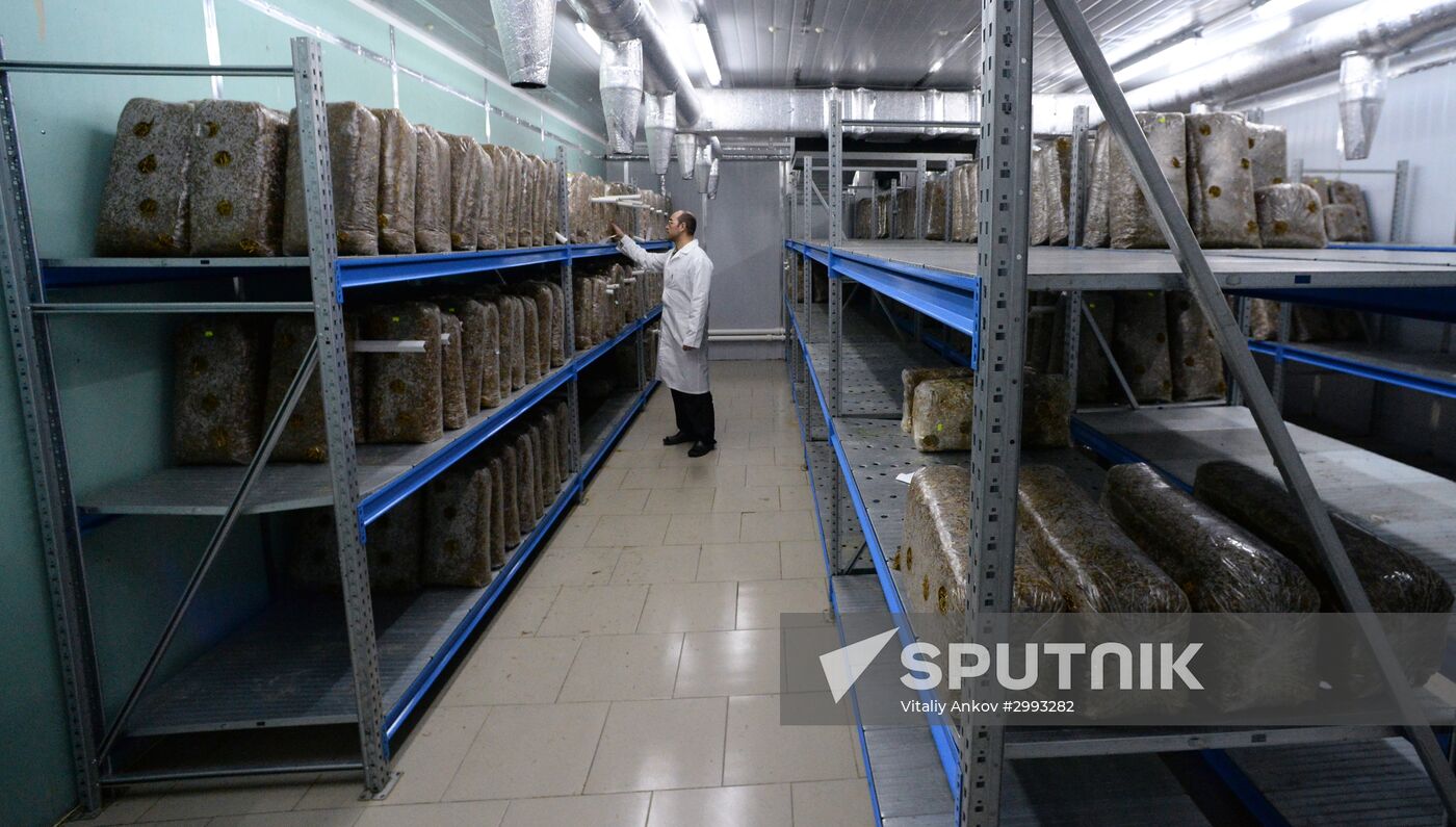 Oyster mushroom farm in Primorye Territory