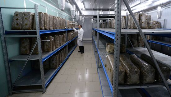 Oyster mushroom farm in Primorye Territory