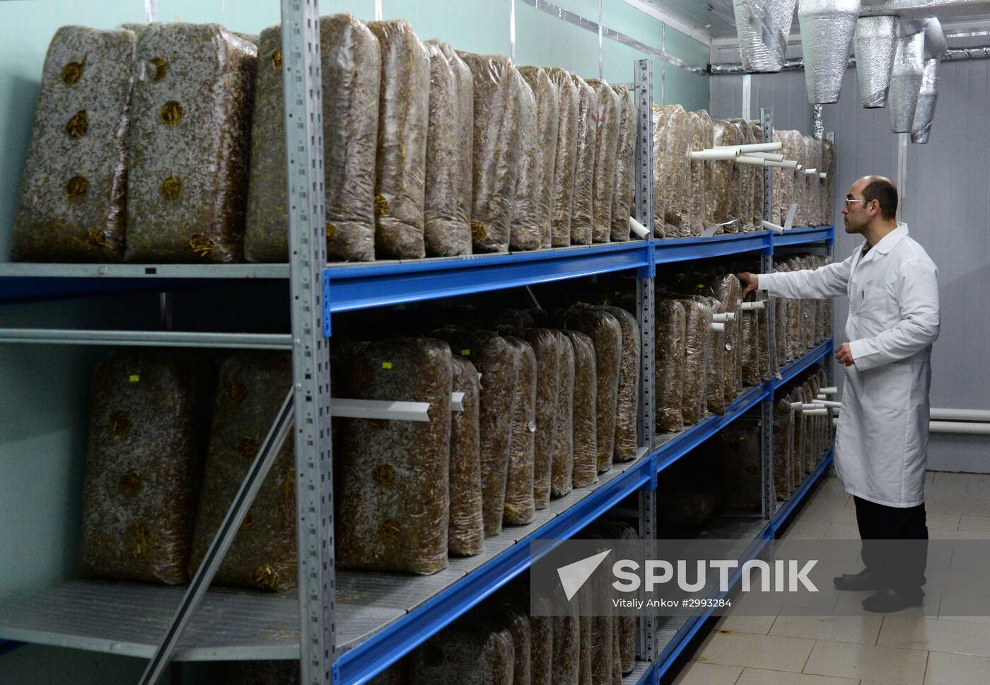 Oyster mushroom farm in Primorye Territory
