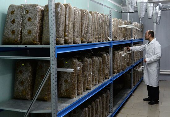 Oyster mushroom farm in Primorye Territory