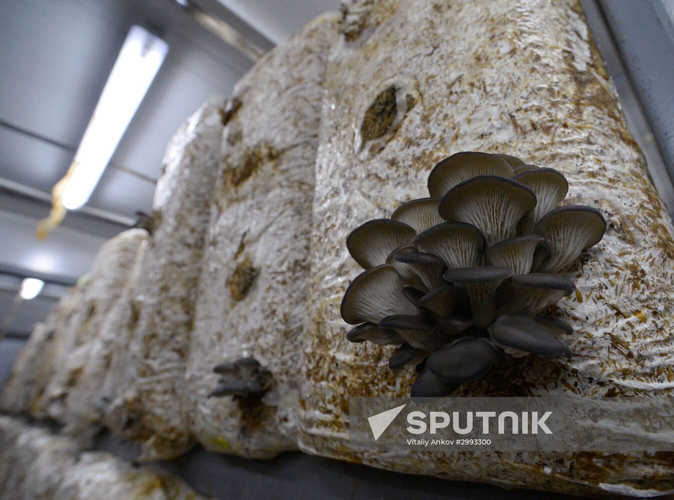 Oyster mushroom farm in Primorye Territory