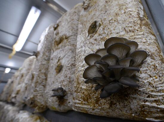 Oyster mushroom farm in Primorye Territory