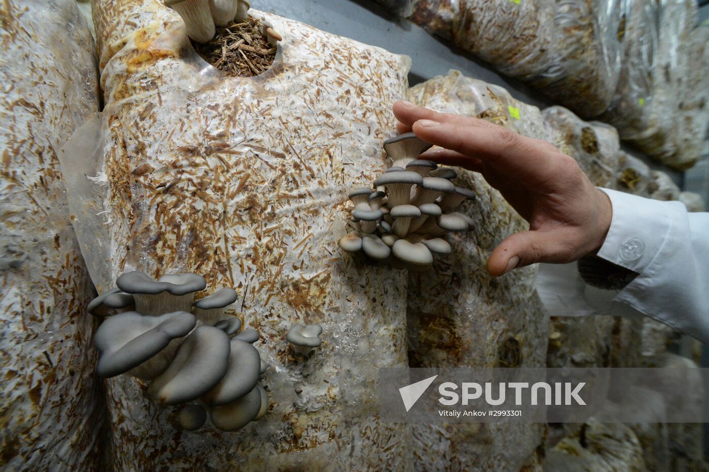 Oyster mushroom farm in Primorye Territory