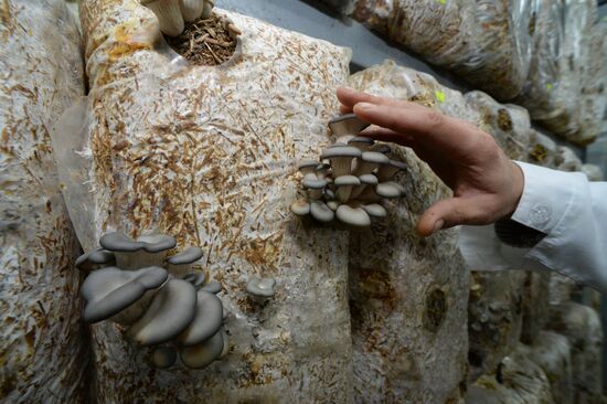 Oyster mushroom farm in Primorye Territory