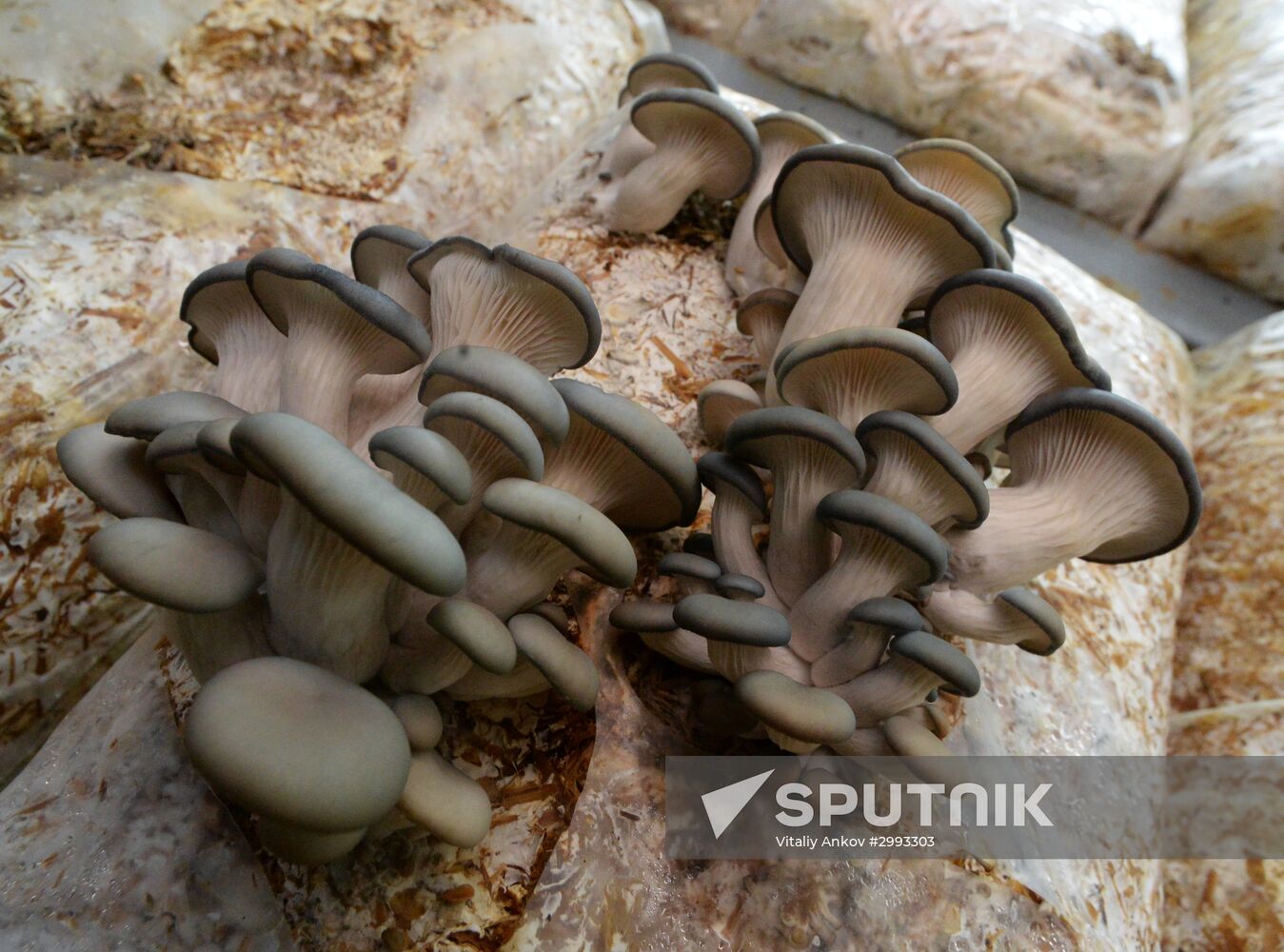 Oyster mushroom farm in Primorye Territory