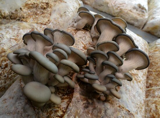 Oyster mushroom farm in Primorye Territory