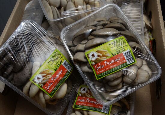 Oyster mushroom farm in Primorye Territory