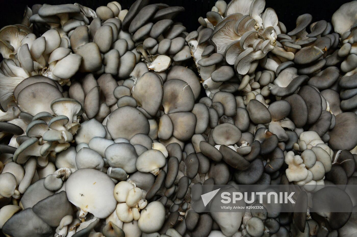 Oyster mushroom farm in Primorye Territory